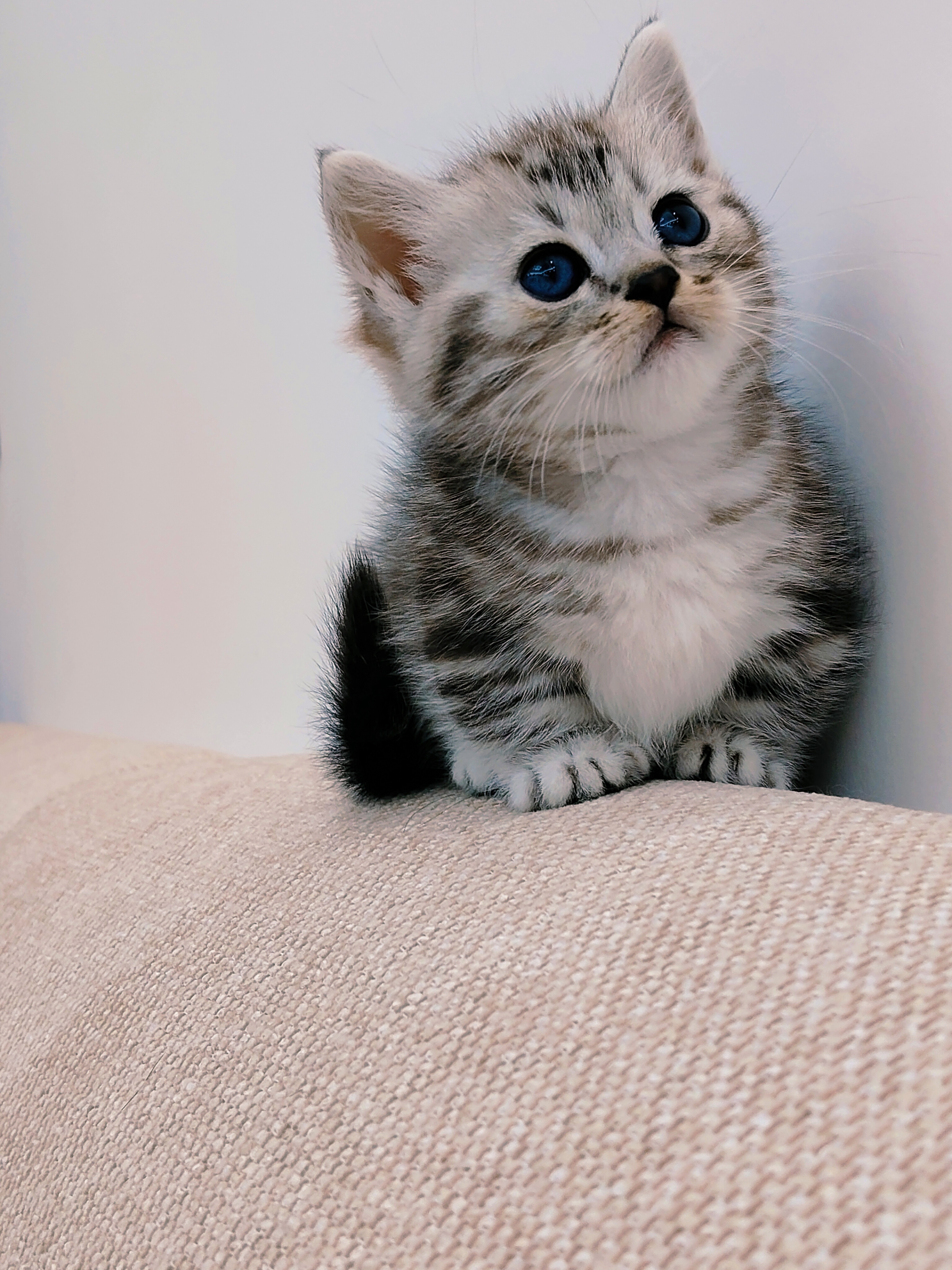 矮脚虎斑妹妹一只